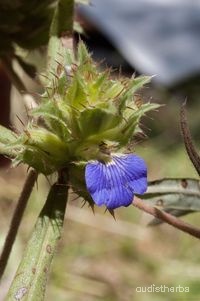 Blepharis linariaefolia flower2.jpg